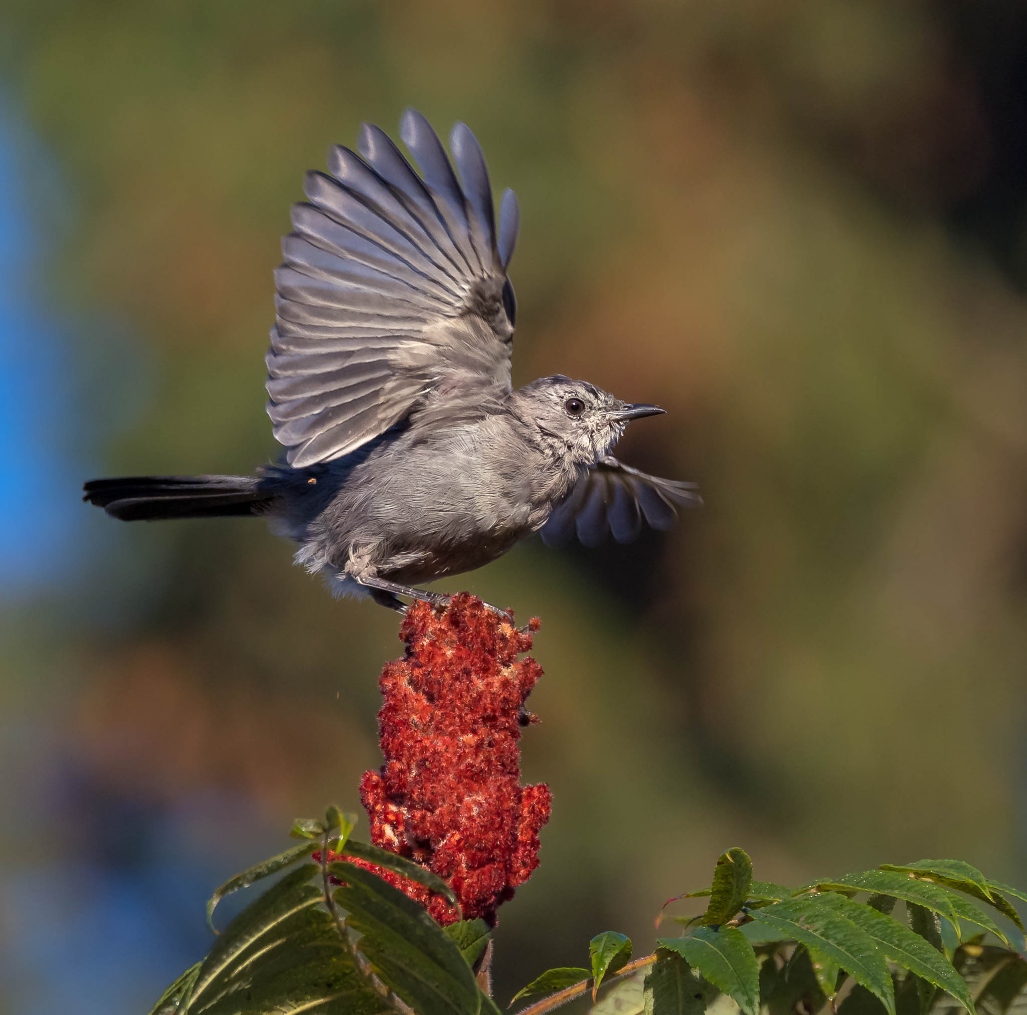 Gray Catbird